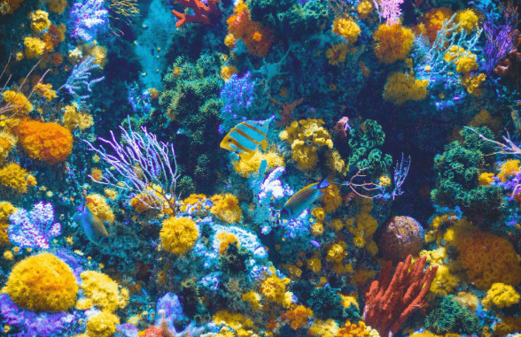 Unveiling Affordable Wonders: Budget-Friendly Great Barrier Reef Snorkelling Spots - SimCorner®