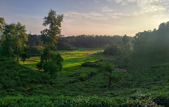 Sylhet's Tea Gardens: A Spectacle of Breathtaking Views