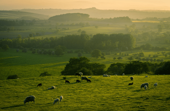 Nature and Wildlife: Embarking on a Journey through the UK's Natural Beauty - SimCorner®