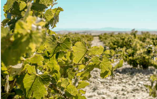 Savour the Sea Breeze: Unforgettable Mediterranean Coastal Wine Excursions - SimCorner®