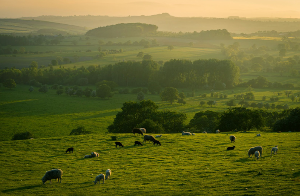 Nature and Wildlife: Embarking on a Journey through the UK's Natural Beauty